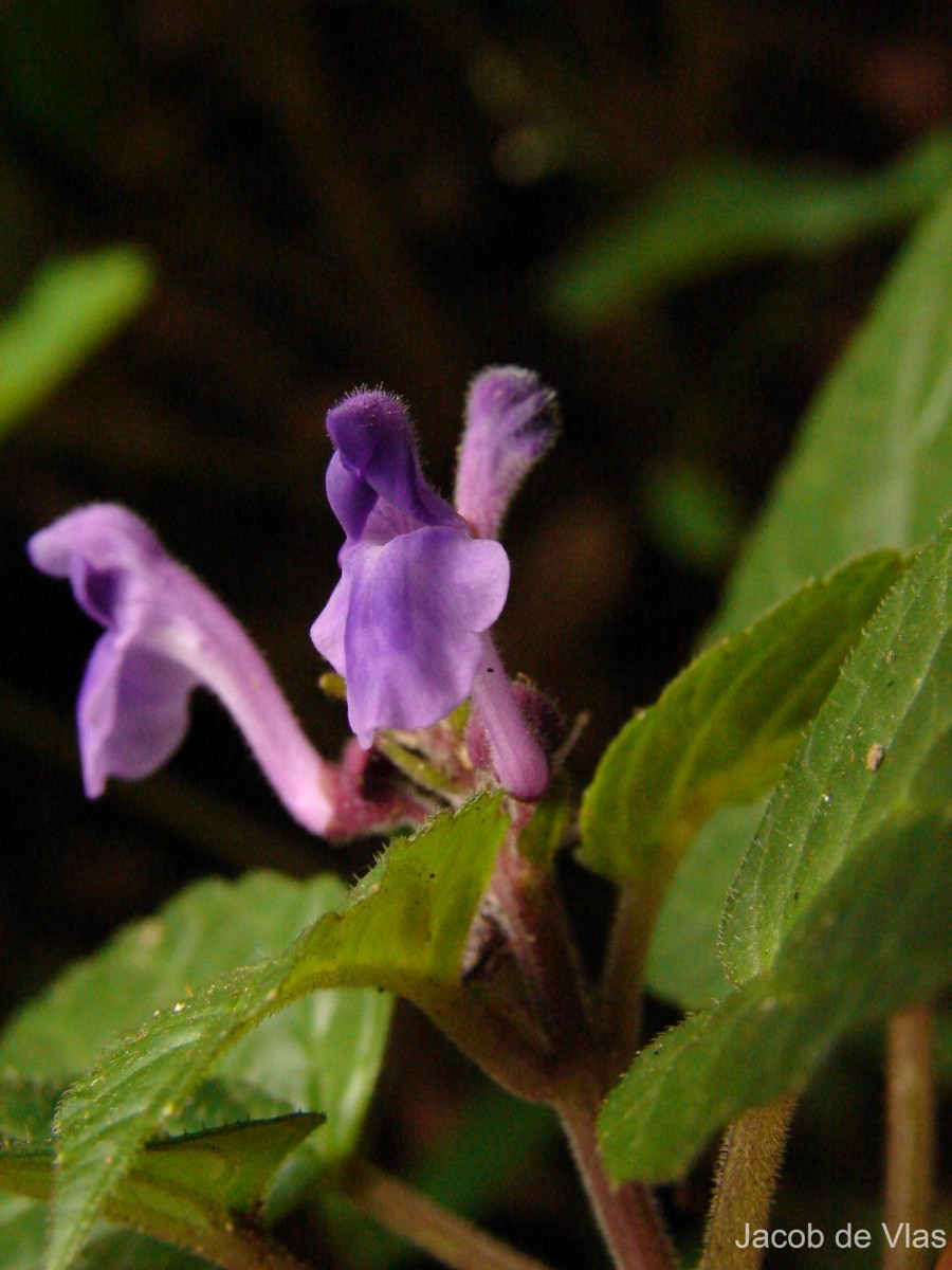 Scutellaria robusta Benth.